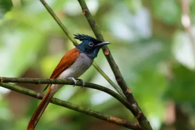 Indian Paradise Flycatcher