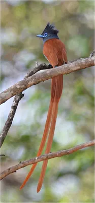 African Paradise-Flycatcher