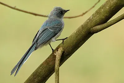 White-tailed Blue-flycatcher