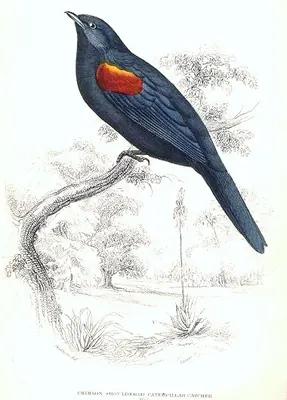 Red-shouldered Cuckooshrike