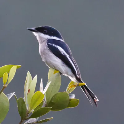 Bar-winged Flycatcher-shrike