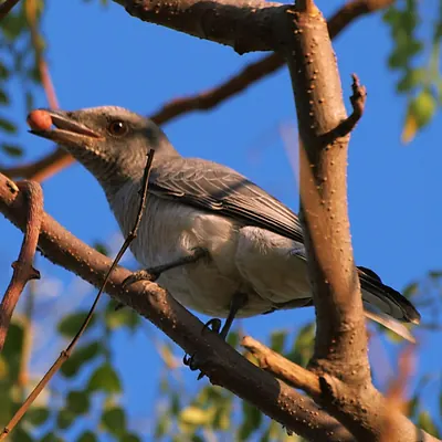 Large Cuckooshrike