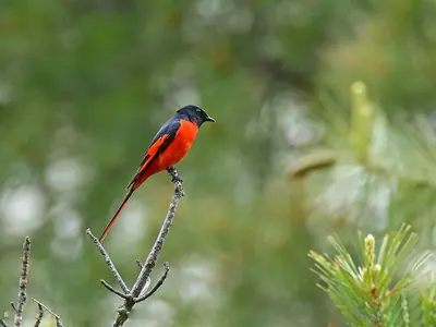 Long-tailed Minivet