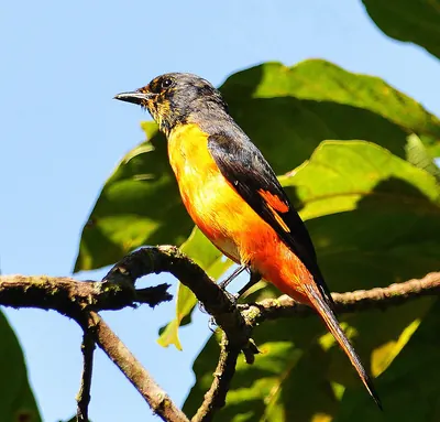 Fiery Minivet