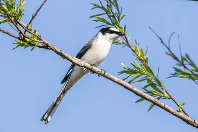 Ashy Minivet