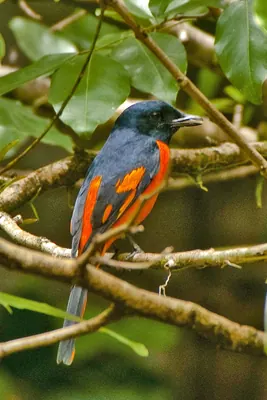 Orange Minivet