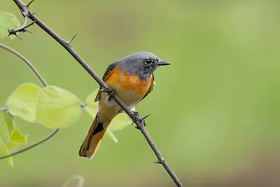 Small Minivet