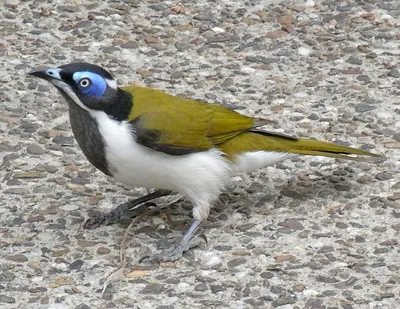 Blue-faced Honeyeater