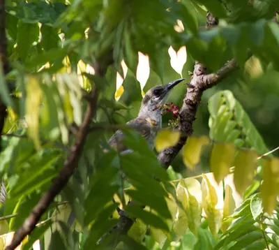 Plain Friarbird