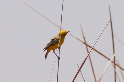 Yellow Chat
