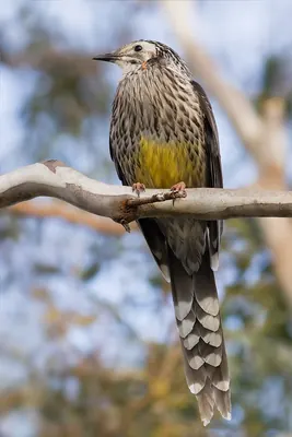 Yellow Wattlebird