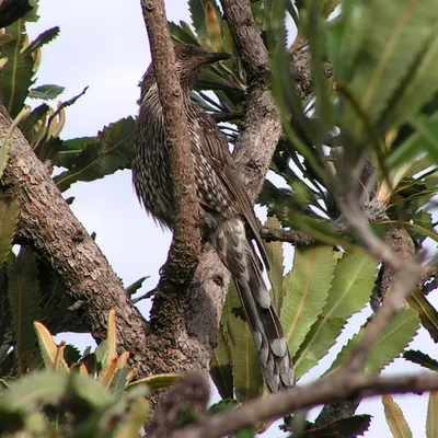 Little Wattlebird