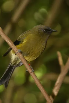 Bellbird