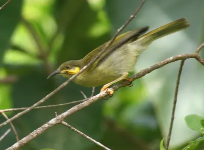 Polynesian Wattled Honeyeater