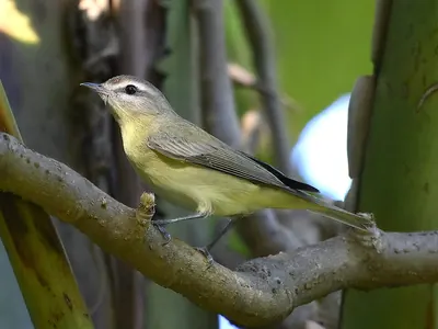 Philadelphia Vireo