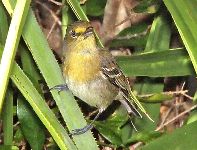 Thick-billed Vireo