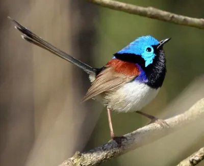 Variegated Fairy-wren
