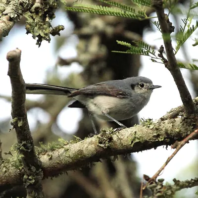 Masked Gnatcatcher