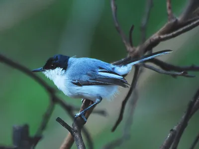 White-lored Gnatcatcher