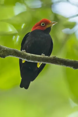 Red-capped manakin