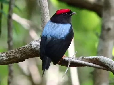Lance-tailed Manakin