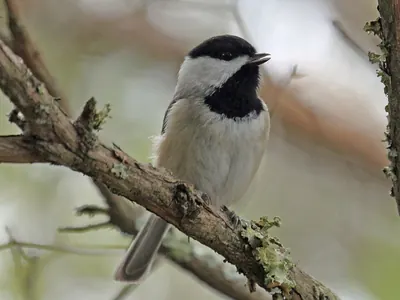 Carolina Chickadee