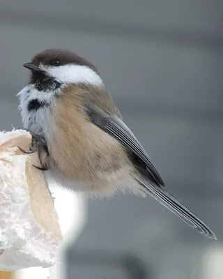 Siberian Tit