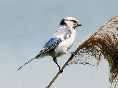Azure Tit