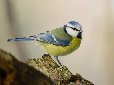 Eurasian Blue Tit