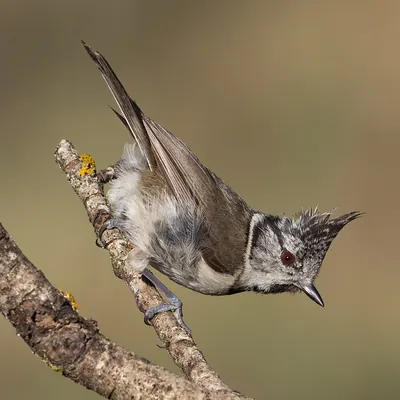 European Crested Tit