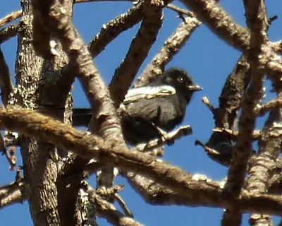 Black Tit