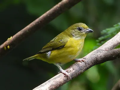 Yellow-throated Euphonia