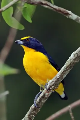 Thick-billed Euphonia