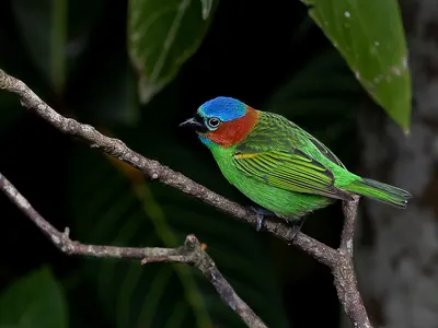 Red-necked Tanager