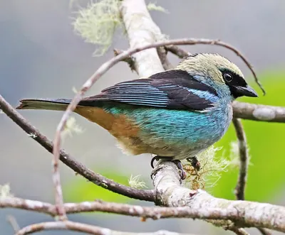 Metallic-green Tanager