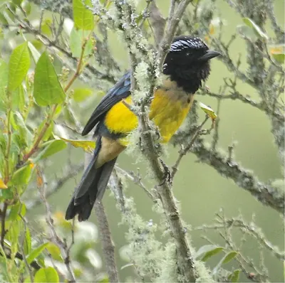 Buff-breasted Mountain-tanager