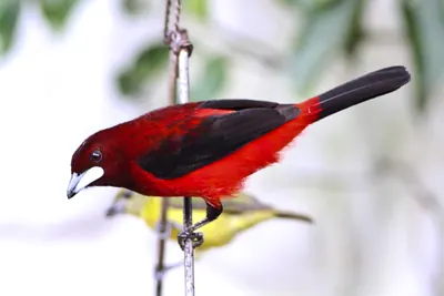 Crimson-backed Tanager