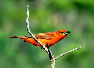 Red Tanager