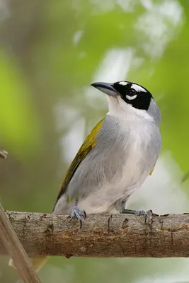 Black-crowned Tanager