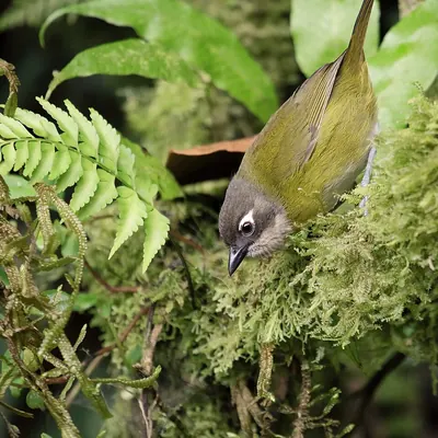 Common Bush Tanager