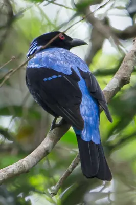 Asian Fairy-bluebird