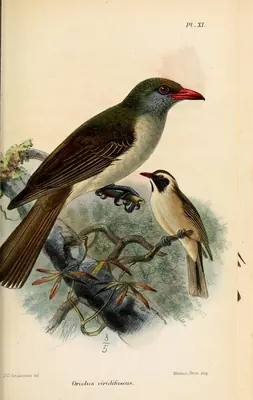 Olive-brown Oriole