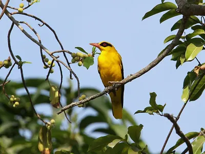 African Golden Oriole