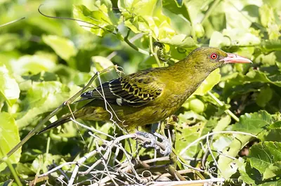 Yellow Oriole