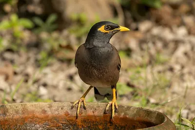 Common Myna