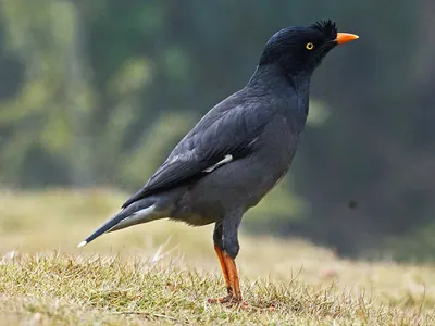Jungle Myna
