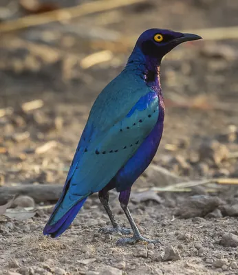 Purple Glossy-starling