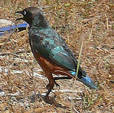 Chestnut-bellied Starling