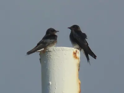 Cuban Martin