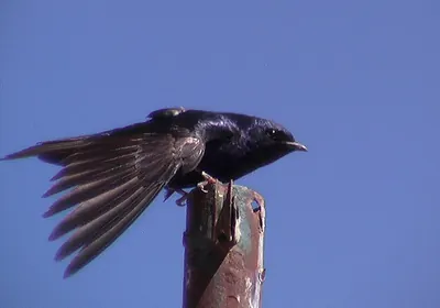 Southern Martin